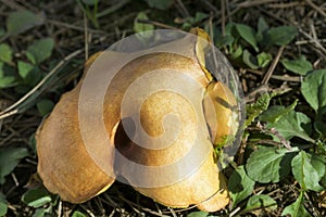 Large mushroom suillus in the forest