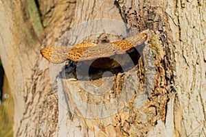 Large mushroom on a tree. Selective focus.