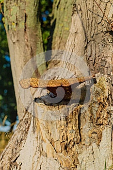 Large mushroom on a tree. Selective focus.