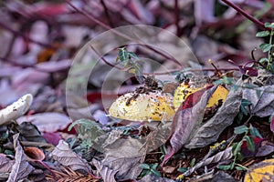 Large mushroom with yellow cap coming through fallen leaves