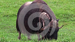 Large musk ox feeding