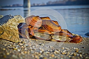 Large mussel shells