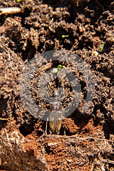 A large mustachioed beetle