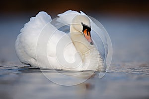 Large Mute Swan in Threat Posture