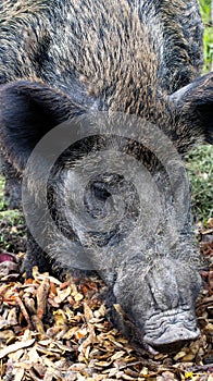 Large muzzle and head of a wild boar with a piglet. Hunting for wild animals, close-up.