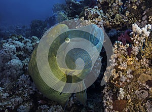 A large Napoleon wrasse fish swimming over the reef