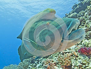 Large napoleon wrasse on a reef