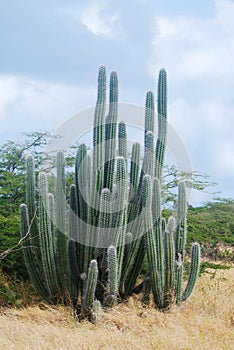 Large Native Yatu Cactus in Aruba