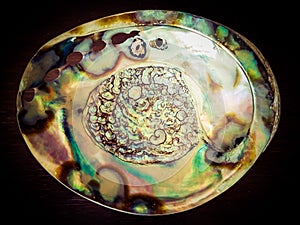 Large natural abalone Shell on a wooden table.