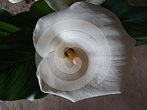 Large natural cajola cartridge flower photo
