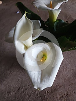 Traditional white village flowers cajola beautiful photo
