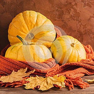 Large natural fresh pumpkins and knitted cozy scarf wooden background. Autumn concept still life. Natural rustic style.