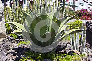 Large naturalised cactii in the flwer beds along the sea front in Playa de Las Americas in Teneriffe