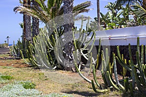 Large naturalised cactii in the flwer beds along the sea front in Playa de Las Americas in Teneriffe