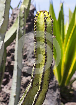 Large naturalised cactii in the flwer beds along the sea front in Playa de Las Americas in Teneriffe photo