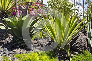 Large naturalised cactii in the flwer beds along the sea front in Playa de Las Americas in Teneriffe