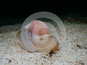Large necklace shell, Euspira catena. Achmelvich Bay, Diving, Scotland