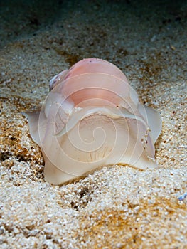 Large necklace shell, Euspira catena. Achmelvich Bay, Diving, Scotland
