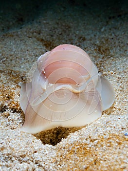 Large necklace shell, Euspira catena. Achmelvich Bay, Diving, Scotland