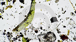 A large nematode worm moves in dirty water close up under a microscope