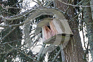 A large nest for an owl