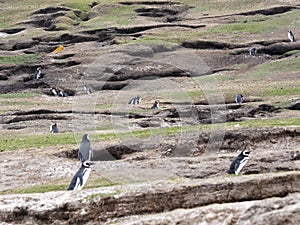 Large nesting colonies of Magellanic Penguin, Spheniscus magellanicus, Island of Sounders, Falkland Islands-Malvinas