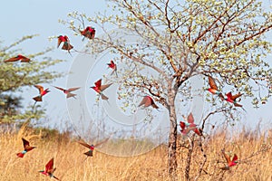 Large nesting colony of Northern Carmine Bee-eater