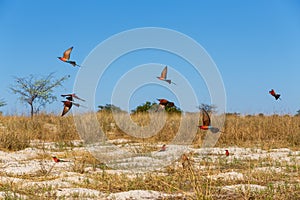 Large nesting colony of Northern Carmine Bee-eater