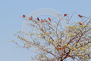 Large nesting colony of Northern Carmine Bee-eater