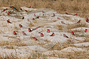 Large nesting colony of Nothern Carmine Bee-eater