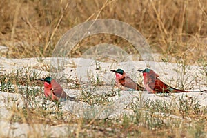 Large nesting colony of Nothern Carmine Bee-eater