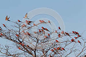 Large nesting colony of Nothern Carmine Bee-eater