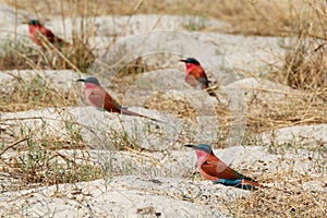 Large nesting colony of Nothern Carmine Bee-eater