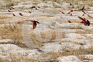 Large nesting colony of Nothern Carmine Bee-eater