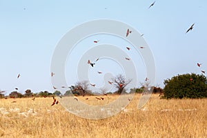 Large nesting colony of Nothern Carmine Bee-eater