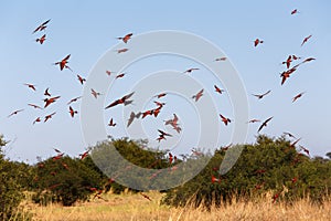 Large nesting colony of Nothern Carmine Bee-eater