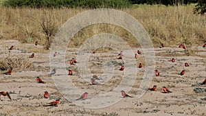 Large nesting colony of Nothern Carmine Bee-eater