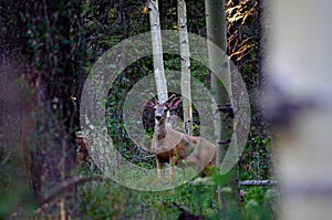 Large buck mule deer standing in forest with antlers in full summer velvet