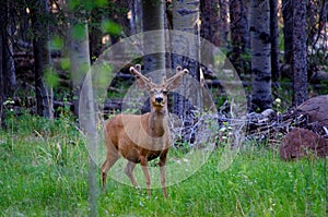 Large buck mule deer standing in forest with antlers in full summer velvet