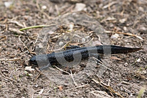 Large newt on the ground