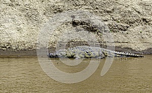 A large Nile Crocodile basking in the sun on the banks of the river Mara.