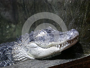 A large Nile crocodile with a closed mouth lies in a huge terrarium against a stone wall of gray-brown color.