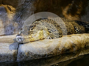 A large Nile crocodile with a closed mouth lies in a huge terrarium against a stone wall of gray-brown color.