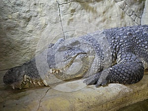 A large Nile crocodile with a closed mouth lies in a huge terrarium against a stone wall of gray-brown color.