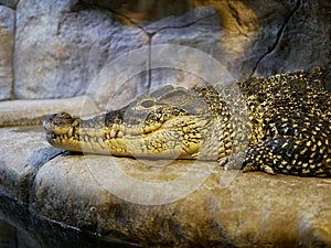 A large Nile crocodile with a closed mouth lies in a huge terrarium against a stone wall of gray-brown color.