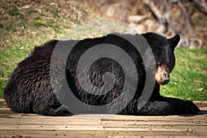 Large North American Black Bear Lying Down