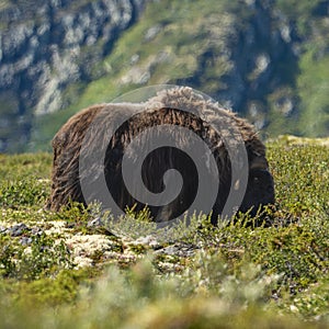 Large Norwegian musk ox (Ovibos moschatus) standing in a grassy meadow