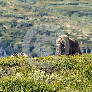 Large Norwegian musk ox (Ovibos moschatus) standing in a grassy meadow