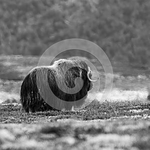 Large Norwegian musk ox (Ovibos moschatus) standing in a grassy meadow, in grayscale