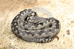 Large nose horned viper basking on rock